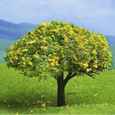  Tree with Yellow Blossoms