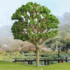 Walnut Tree Maquette