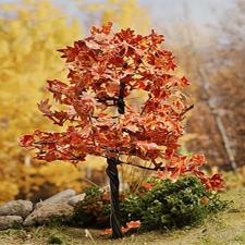 Red Platanus Maquette