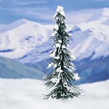  Winter Sequoia Pine