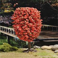Globular Red Pine Maquette